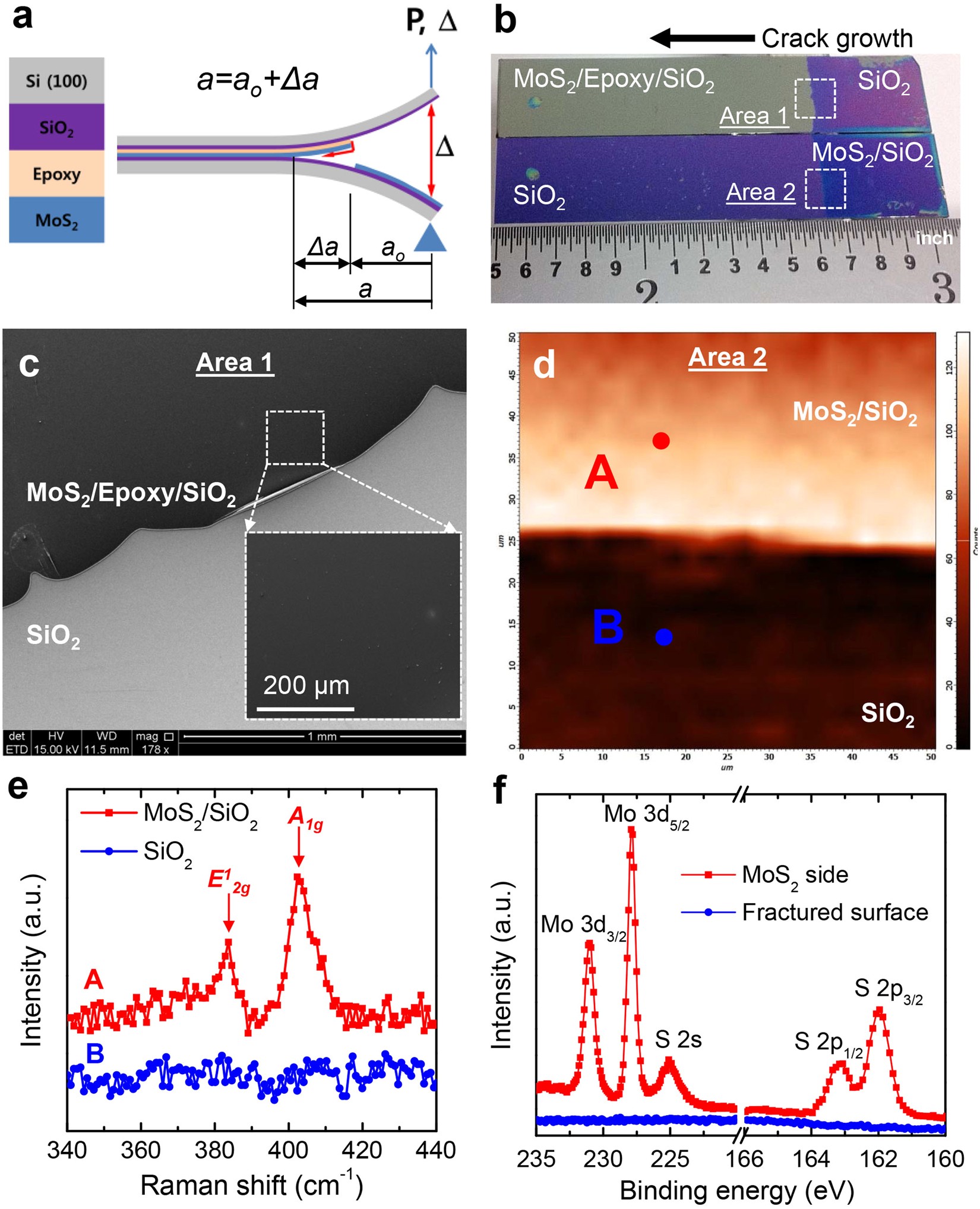 Adhesion And Self Healing Between Monolayer Molybdenum - 