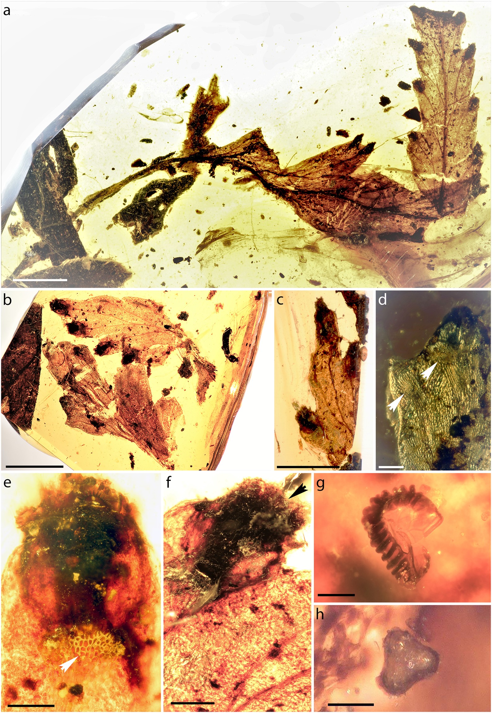 PDF) Spore Morphology and Ornamentation of Fern and Fern-Allies