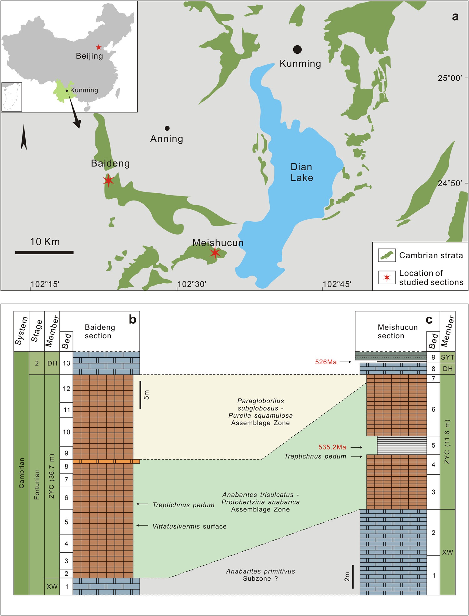 Centimeter Wide Worm Like Fossils From The Lowest Cambrian Of South China Centimeter Wide Worm Like Fossils From The Lowest Cambrian Of South China