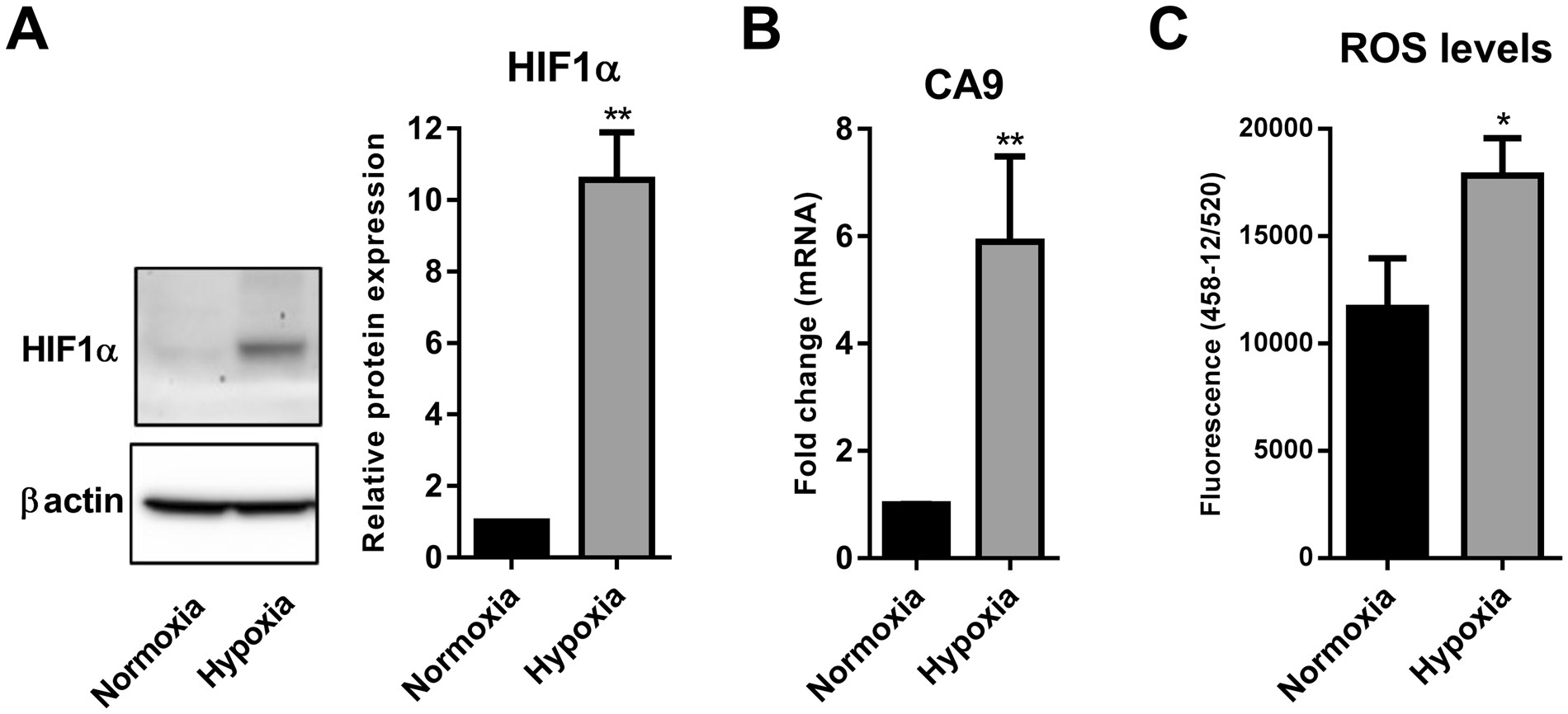 Hypoxia-induced reactive oxygen species mediate N-cadherin and SERPINE1  expression, EGFR signalling and motility in MDA-MB-468 breast cancer cells  | Scientific Reports