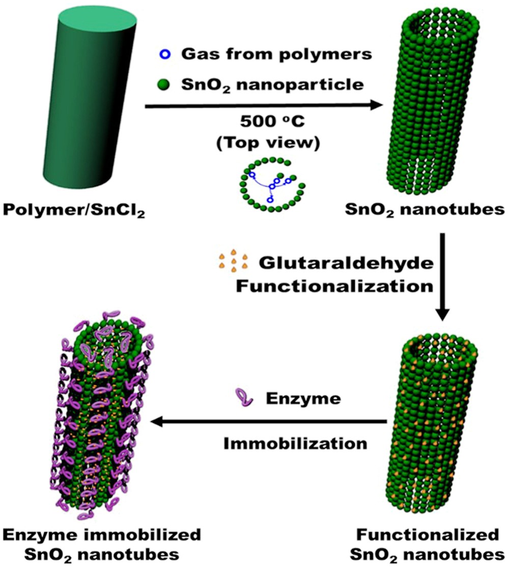 SnO 2 hollow nanotubes: a novel and efficient support matrix for enzyme immobilization | Scientific Reports