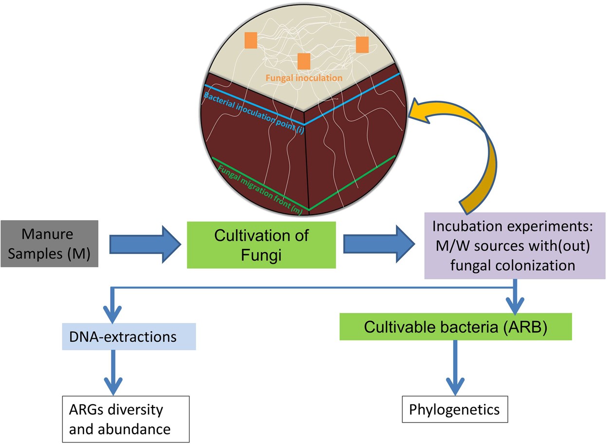 Fungal networks serve as novel ecological routes for enrichment and  dissemination of antibiotic resistance genes as exhibited by microcosm  experiments | Scientific Reports