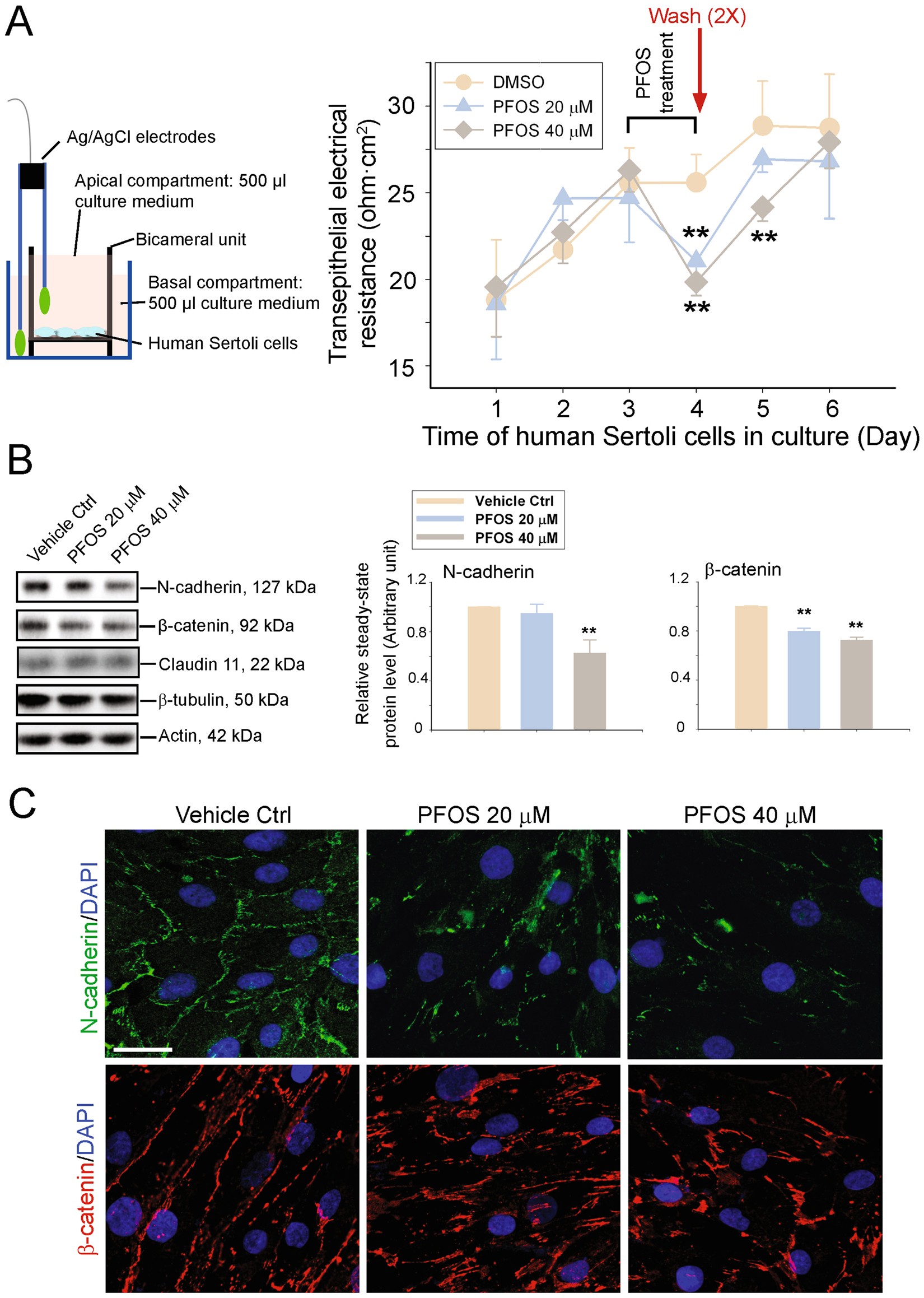 Rescue of PFOS-induced human Sertoli cell injury by overexpressing a p-FAK-Y407E phosphomimetic mutant | Scientific Reports