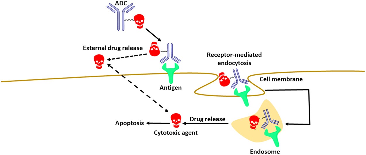 New Insight On The Structural Features Of The Cytotoxic Auristatins Mmae And Mmaf Revealed By Combined Nmr Spectroscopy And Quantum Chemical Modelling Scientific Reports