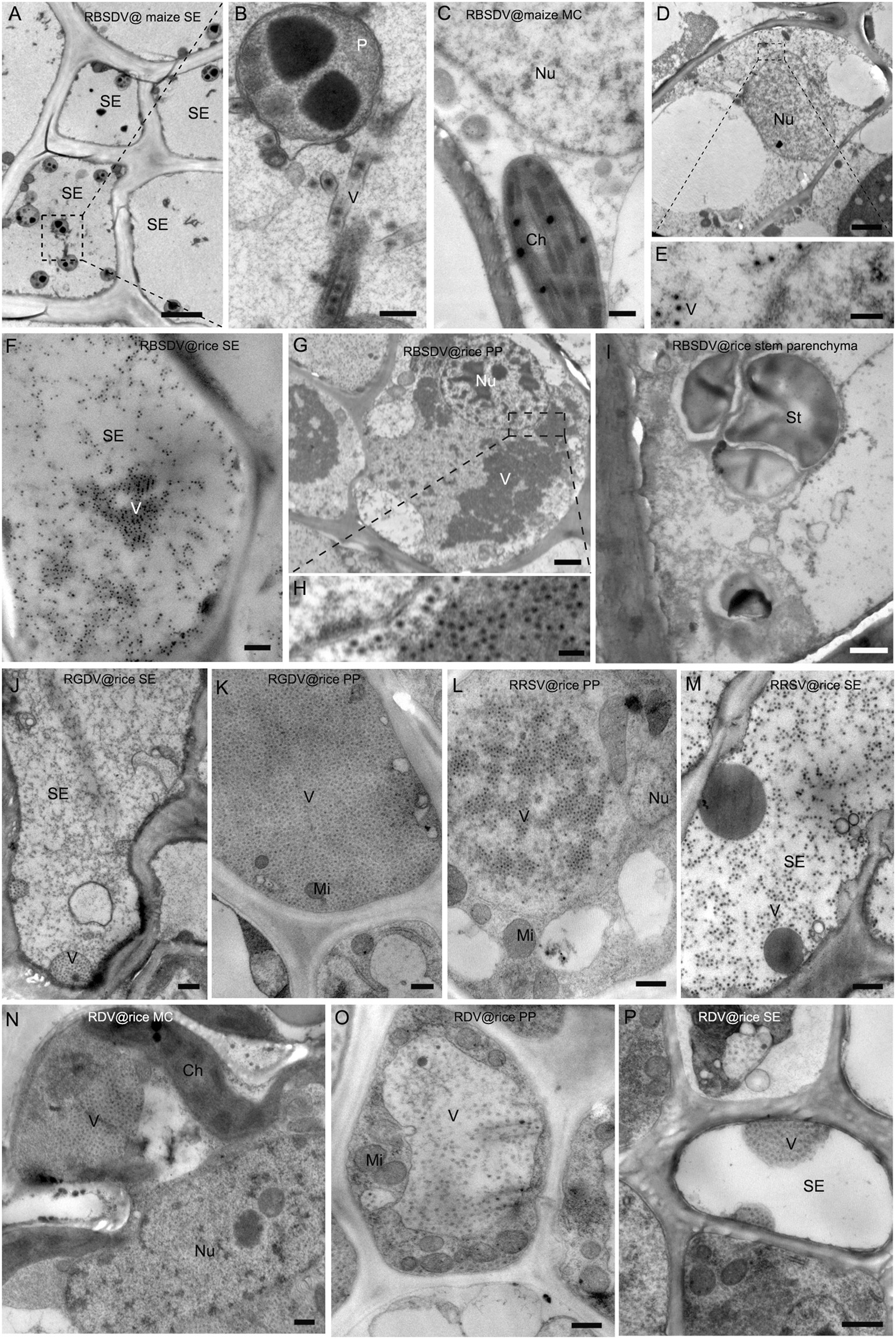 Phloem Limited Reoviruses Universally Induce Sieve Element