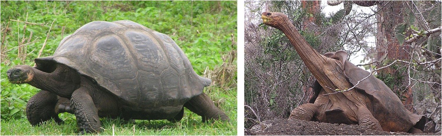 Self-righting potential and the evolution of shell shape in Galápagos  tortoises | Scientific Reports
