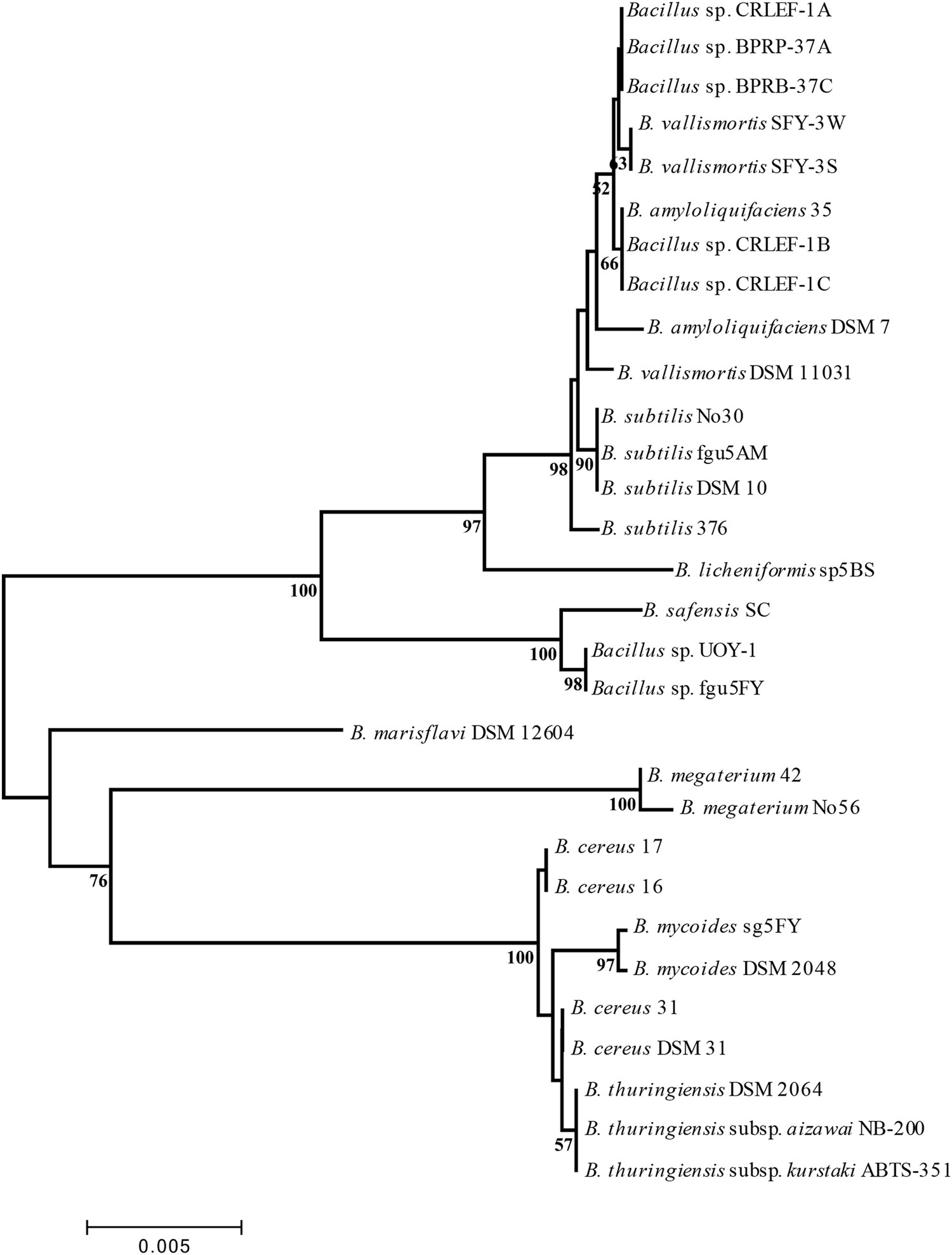 Bacillus Species Identification Chart