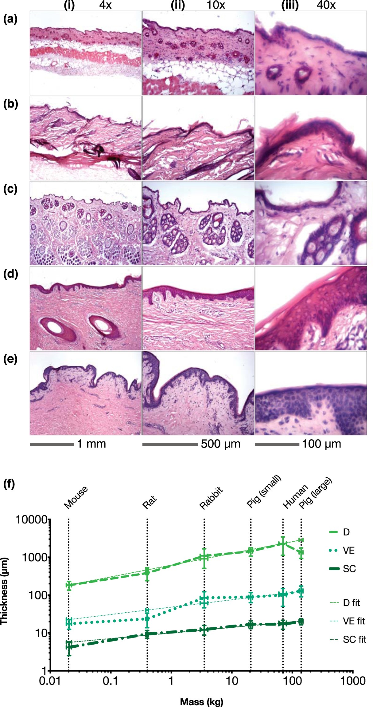 Allometric scaling of skin thickness, elasticity, viscoelasticity to mass  for micro-medical device translation: from mice, rats, rabbits, pigs to  humans | Scientific Reports