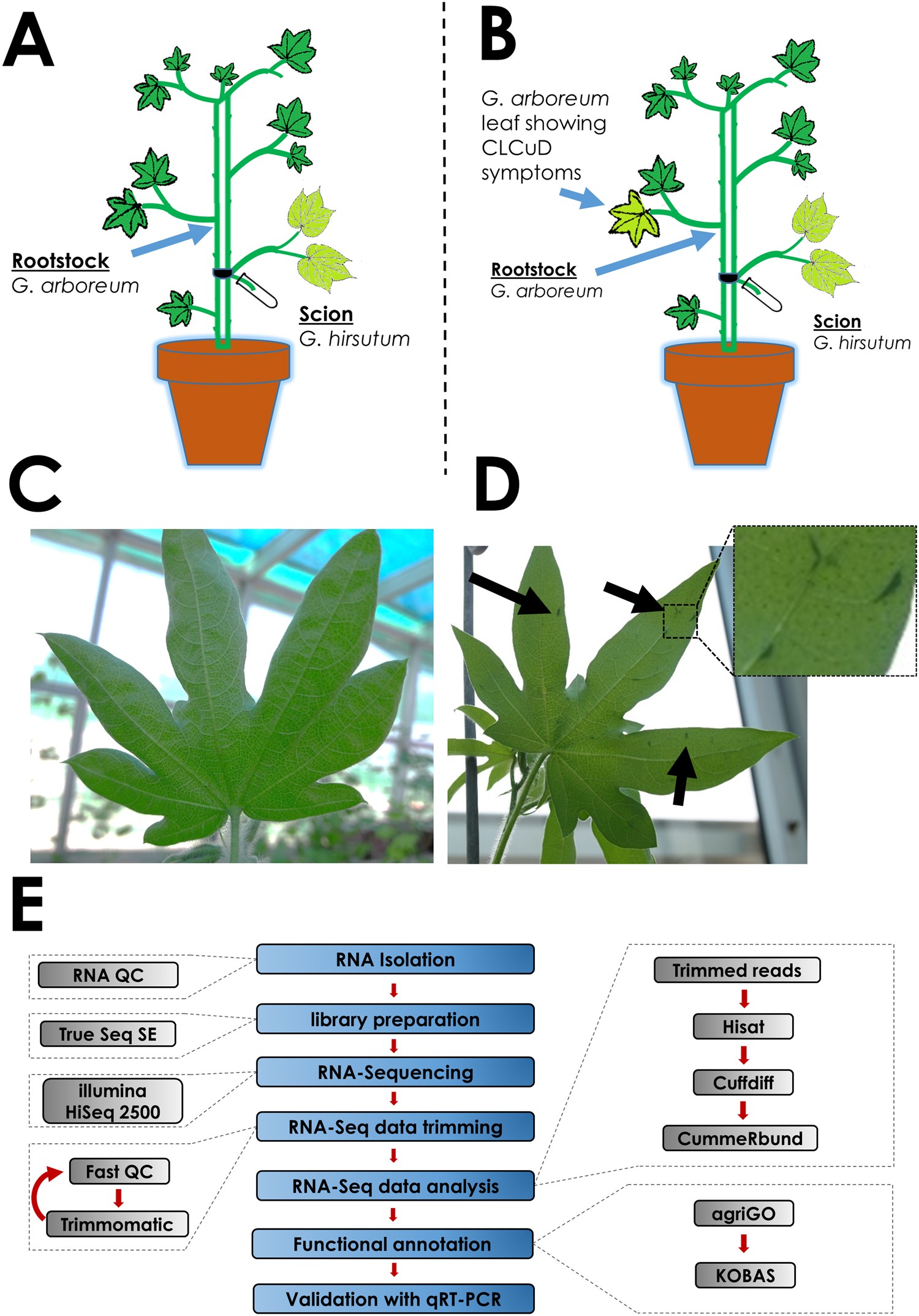Transcriptomics Reveals Multiple Resistance Mechanisms Against Transcriptomics Reveals Multiple Resistance Mechanisms Against Cotton Leaf Curl Disease In A Naturally Immune Species Gossypium Arboreum