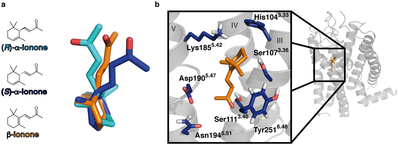 Dynamical Binding Modes Determine Agonistic And Antagonistic - 