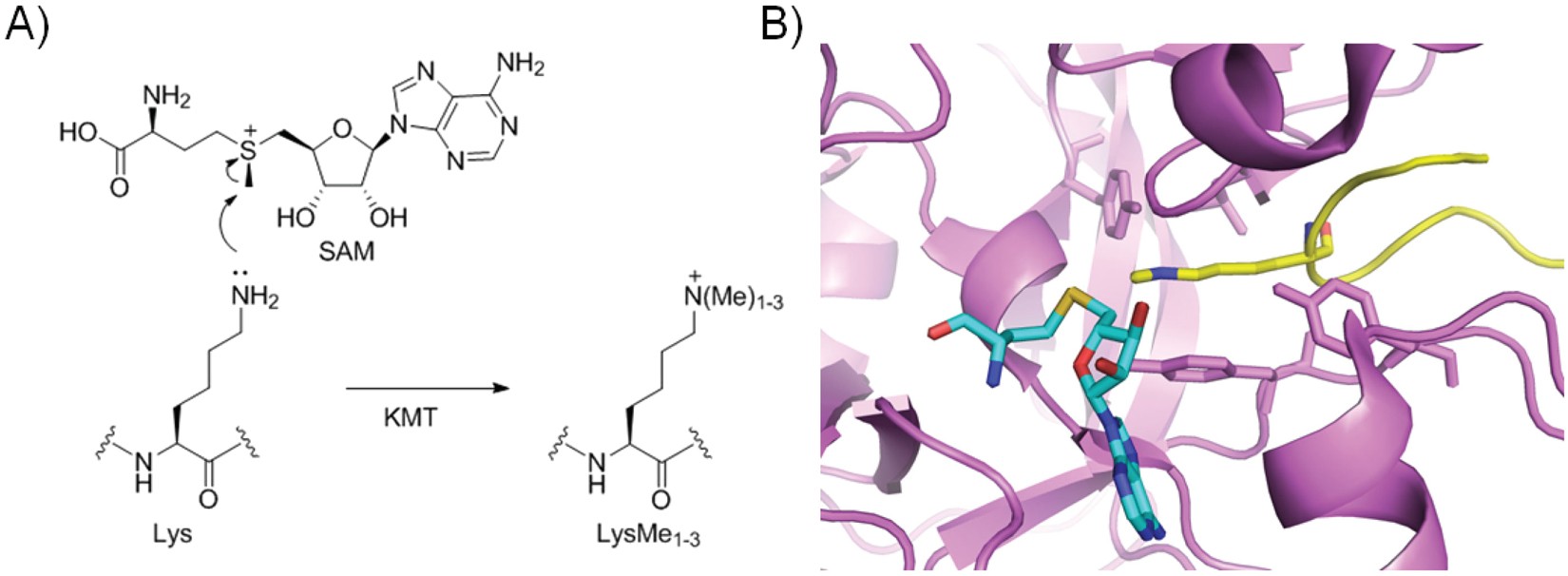 Lysine Possesses The Optimal Chain Length For Histone Lysine Methyltransferase Catalysis Scientific Reports Lysine Possesses The Optimal Chain Length For Histone Lysine Methyltransferase Catalysis Scientific Reports