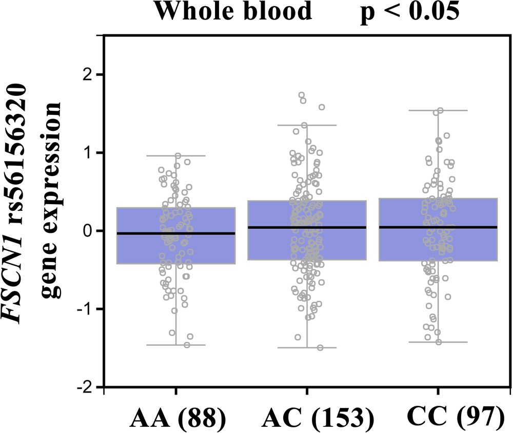 Cancer Gene Twice As Likely To Be >> Fscn1 Gene Polymorphisms Biomarkers For The Development And Cancer Gene Twice As Likely To Be >> Fscn1 Gene Polymorphisms Biomarkers For The Development And