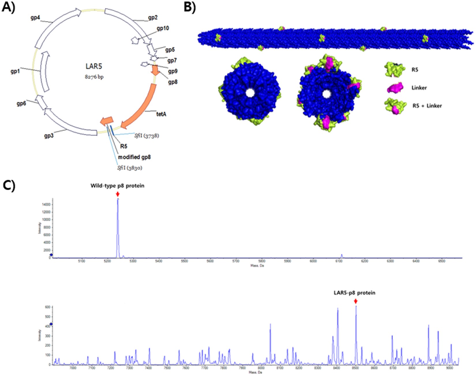 Silica formation with nanofiber morphology via helical display of the silaffin R5 peptide on a filamentous bacteriophage | Scientific Reports