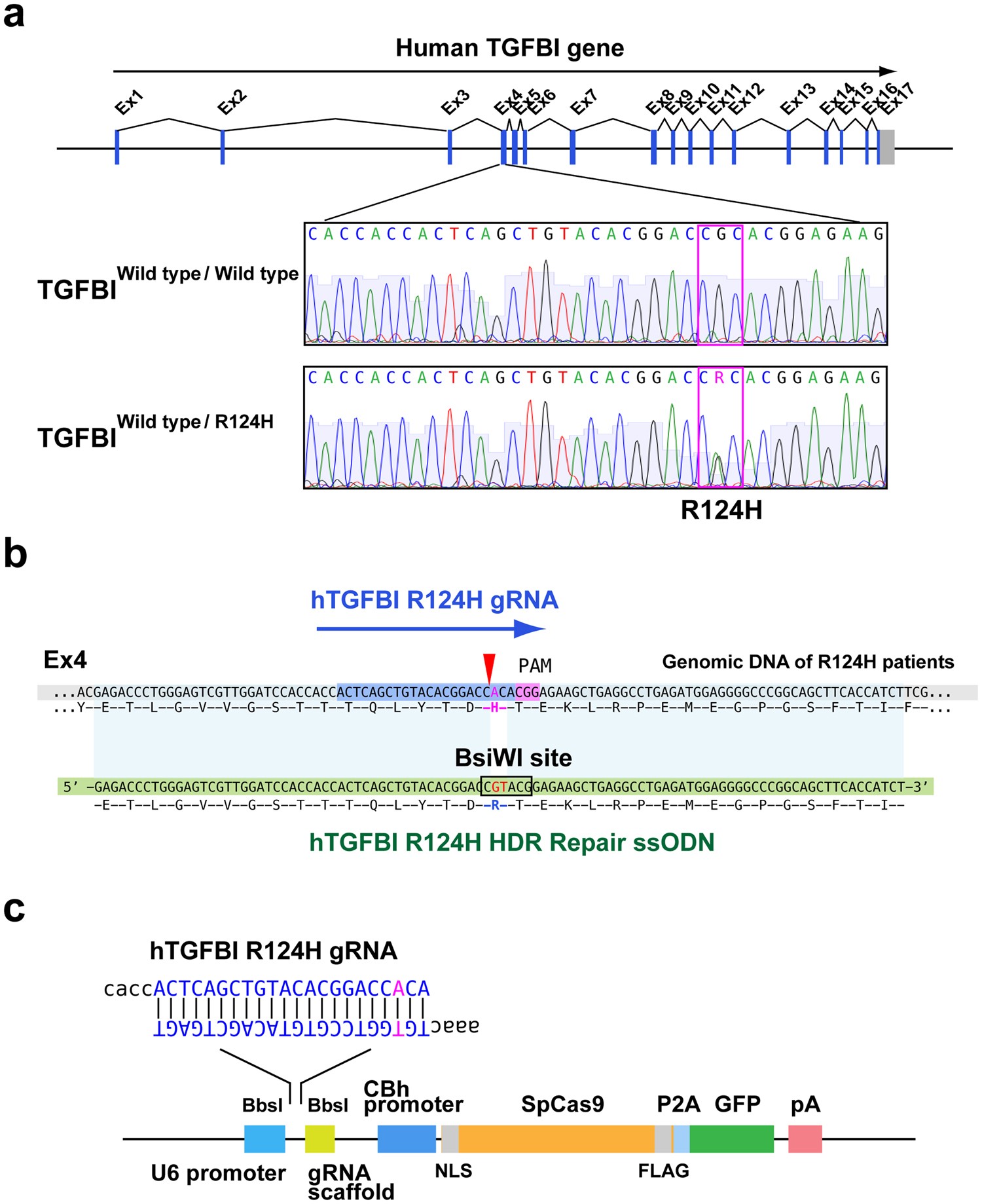 Repair Of The Tgfbi Gene In Human Corneal Keratocytes Derived From A Granular Corneal Dystrophy Patient Via Crispr Cas9 Induced Homology Directed Repair Scientific Reports