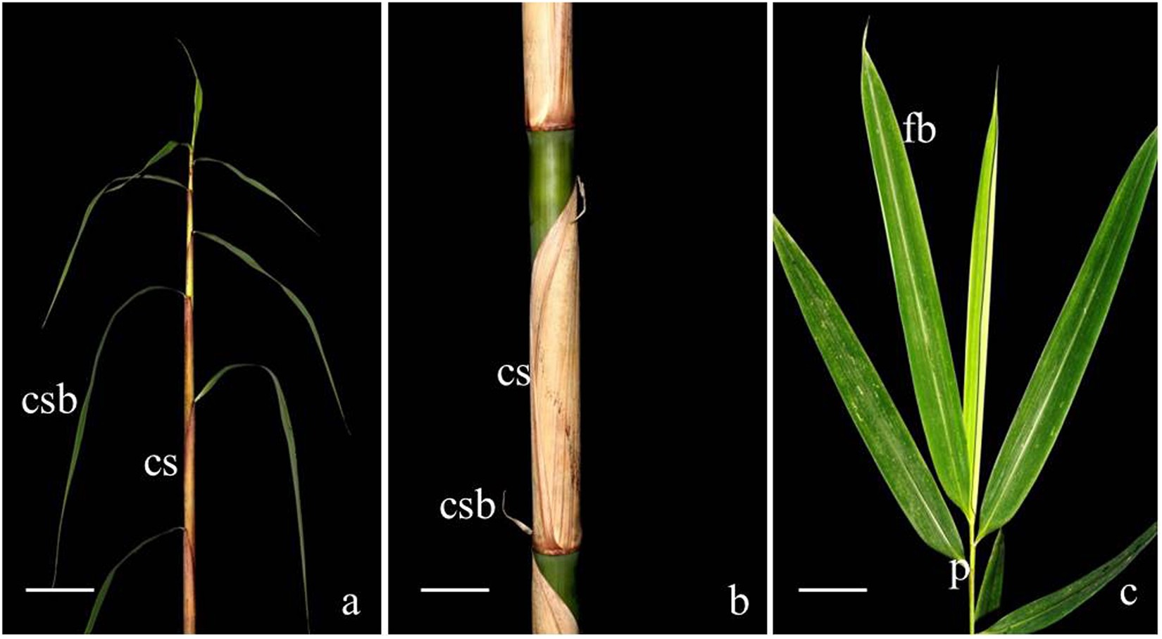 Bamboo sheath—A modified branch based on the anatomical