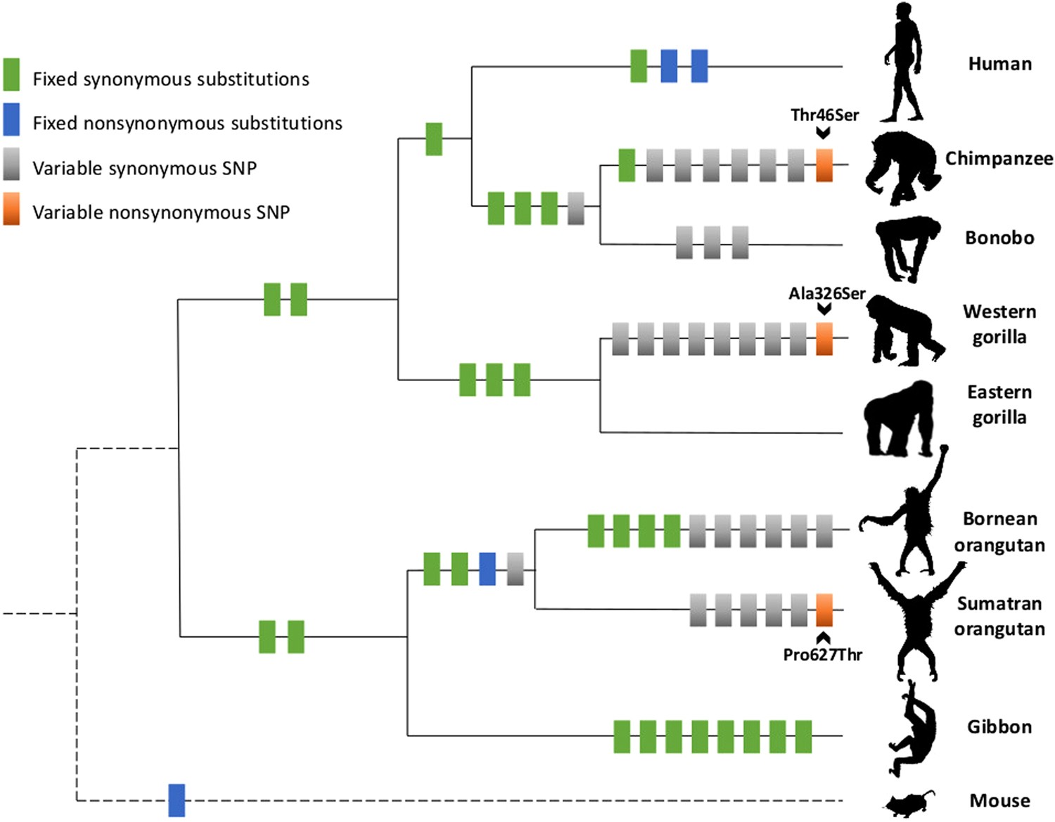 FOXP2 variation in great ape populations offers insight into the evolution of communication skills | Scientific Reports FOXP2 variation in great ape populations offers insight into the evolution of communication skills | Scientific Reports