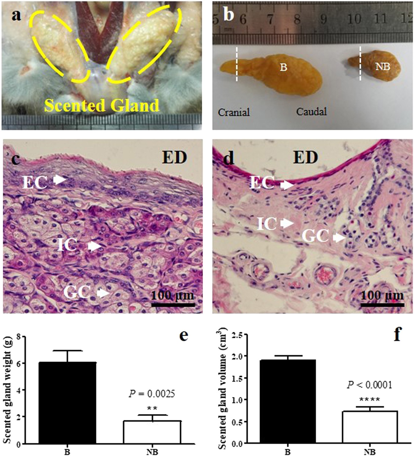 Siberian Mouse Hd Blowjob 