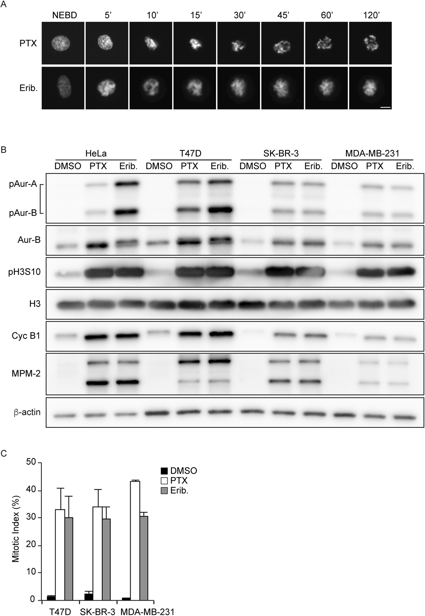 Mitotic slippage and the subsequent cell fates after inhibition of Aurora B  during tubulin-binding agent–induced mitotic arrest | Scientific Reports