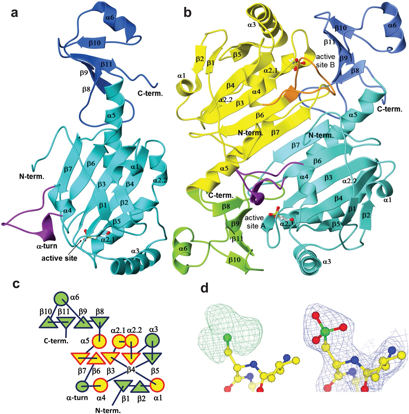 1-cys peroxiredoxin a biofunctional enzyme with glutathione peroxidase Functions of Peroxiredoxins and Their Roles in Autoimmune Diseases The role of peroxiredoxin 6
