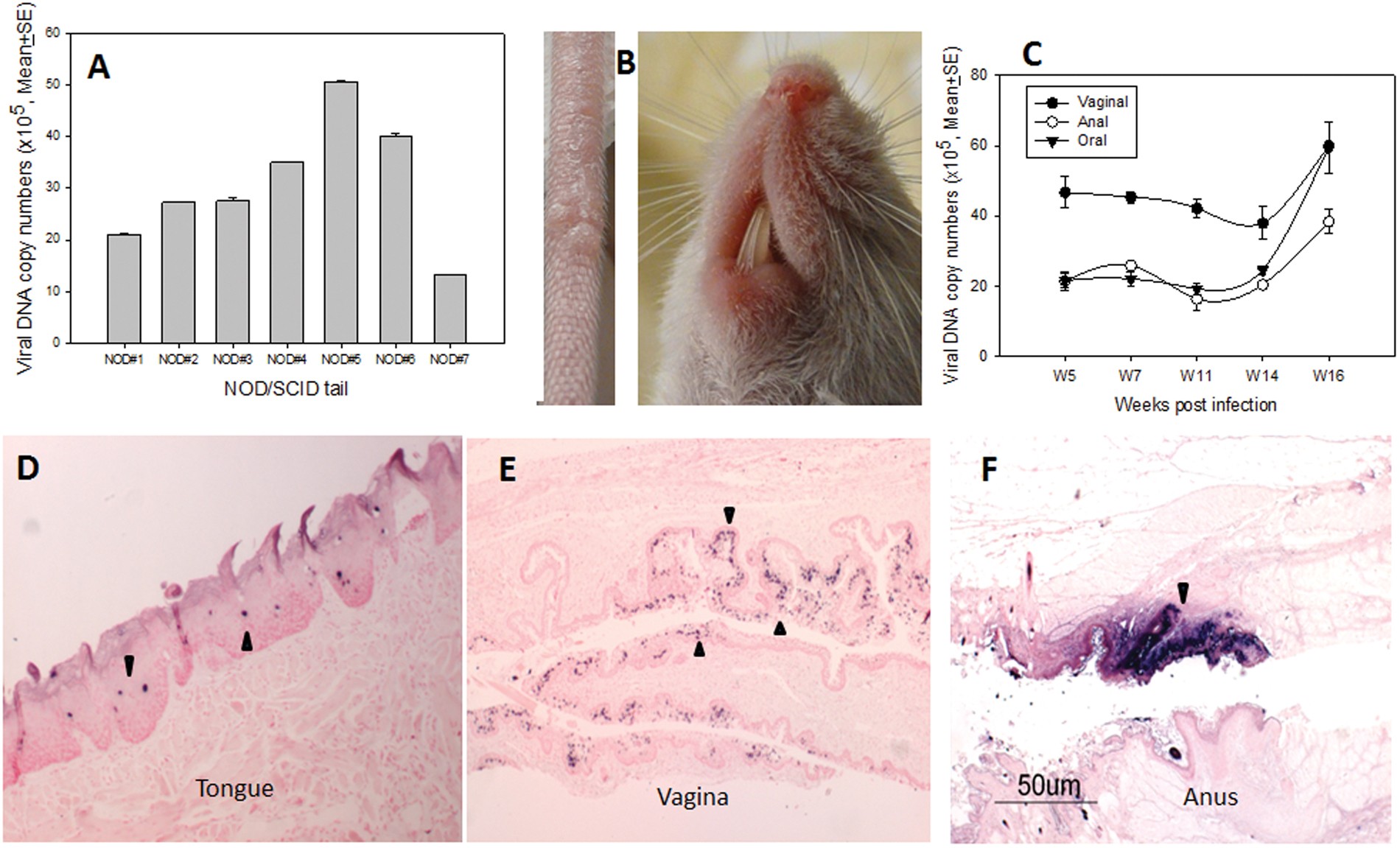 human papillomavirus and mice