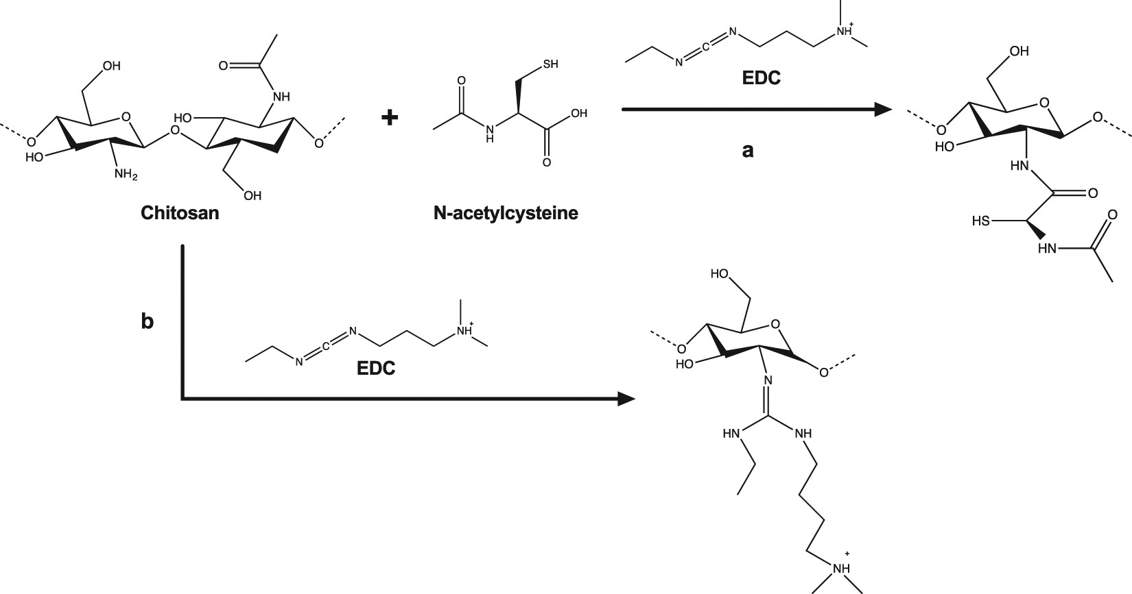 N Acetylcysteine Functionalized Coating Avoids Bacterial Adhesion