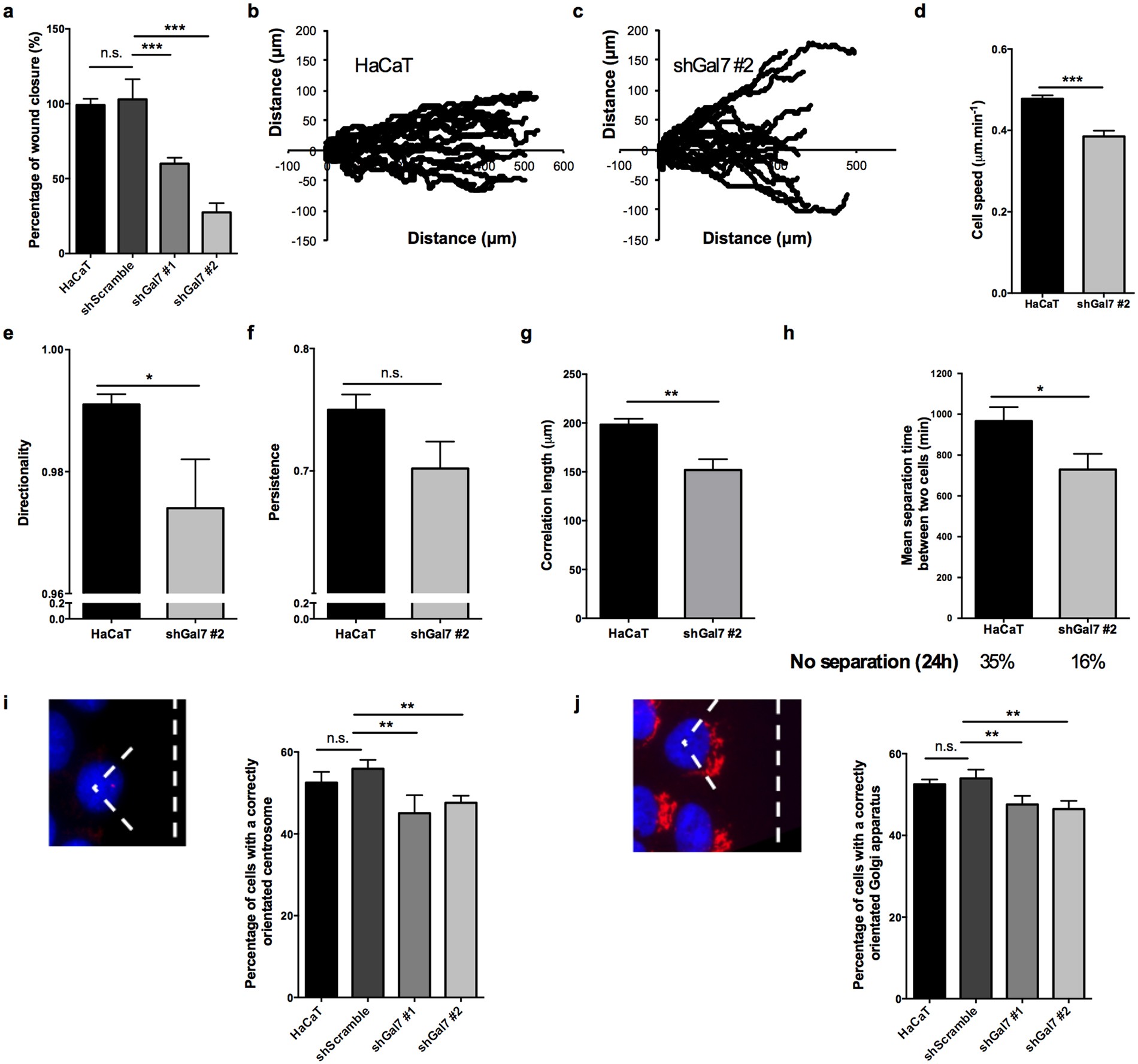 E Cadherin Dynamics Is Regulated By Galectin 7 At Epithelial Cell Surface Scientific Reports