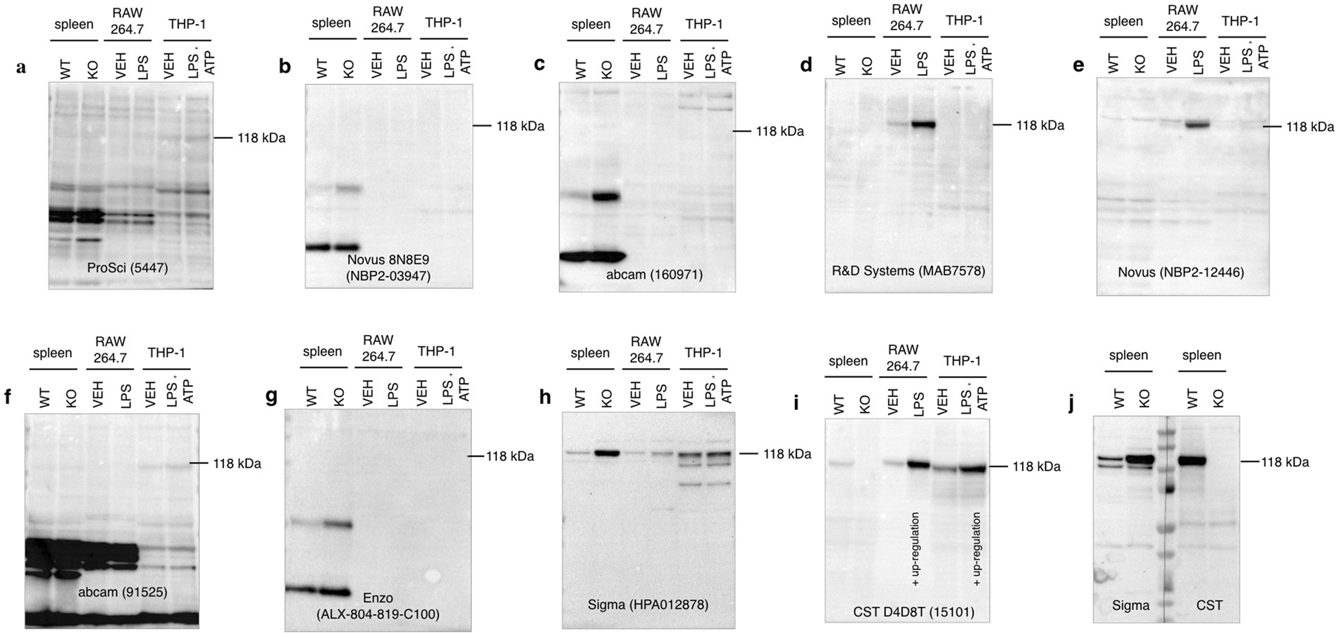 Issues With The Specificity Of Immunological Reagents For Nlrp3 Implications For Age Related Macular Degeneration Scientific Reports Issues With The Specificity Of Immunological Reagents For Nlrp3 Implications For Age Related Macular Degeneration Scientific Reports