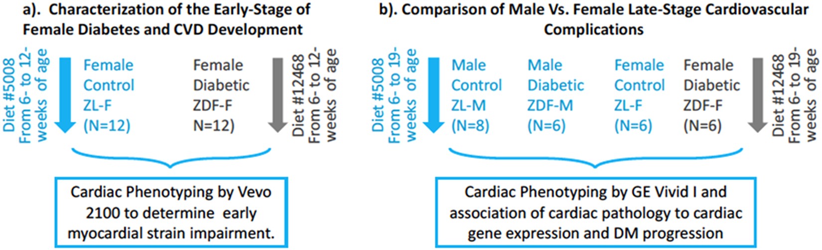 Cardiovascular Disease Progression In Female Zucker Diabetic Fatty Rats Occurs Via Unique Mechanisms Compared To Males Scientific Reports Cardiovascular Disease Progression In Female Zucker Diabetic Fatty Rats Occurs Via Unique Mechanisms Compared To Males Scientific Reports