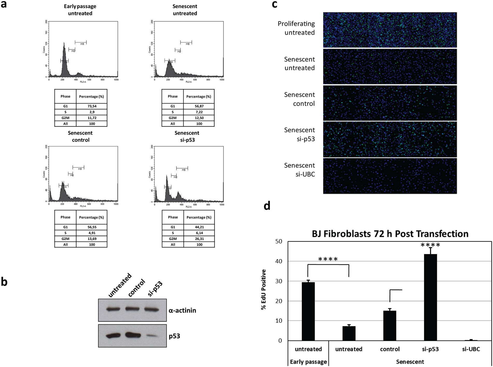 Hpv 16 Virions Can Remain Infectious For 2 Weeks On Senescent