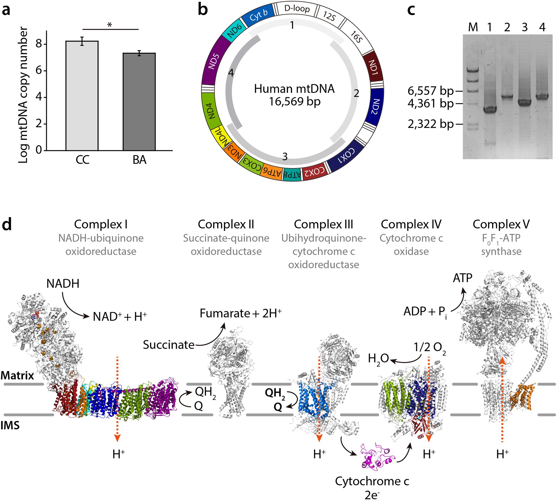 Mitochondrial Deficits In Children With >> Mitochondrial Mutations In Cholestatic Liver Disease With Biliary Mitochondrial Deficits In Children With >> Mitochondrial Mutations In Cholestatic Liver Disease With Biliary