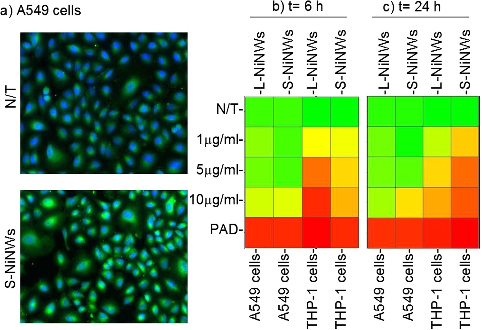 Induction Of Protein Citrullination And Auto Antibos Production Induction Of Protein Citrullination And Auto Antibos Production In Murine Exposed To Nickel Nanomaterials Scientific Reports