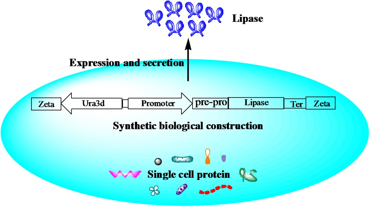 Engineering Yarrowia lipolytica to Simultaneously Produce Lipase and Single Cell Protein from Agro-industrial Wastes for Feed | Scientific Reports Engineering Yarrowia lipolytica to Simultaneously Produce Lipase and Single Cell Protein from Agro-industrial Wastes for Feed | Scientific Reports