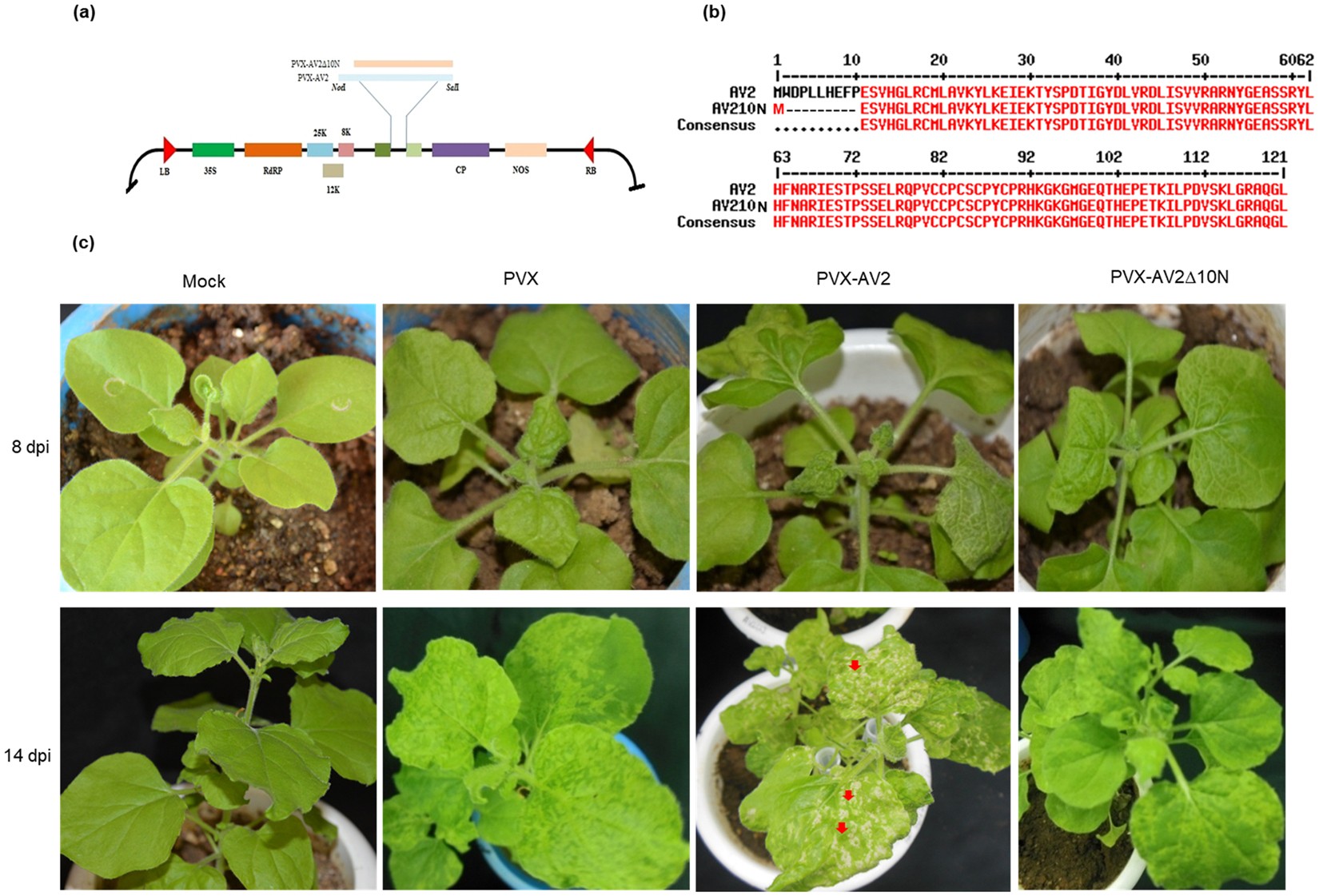 Av2 Protein Of Tomato Leaf Curl Palampur Virus Promotes Systemic Necrosis In Nicotiana Benthamiana And Interacts With Host Catalase2 Scientific Reports Av2 Protein Of Tomato Leaf Curl Palampur Virus Promotes Systemic Necrosis In Nicotiana Benthamiana And Interacts With Host Catalase2 Scientific Reports