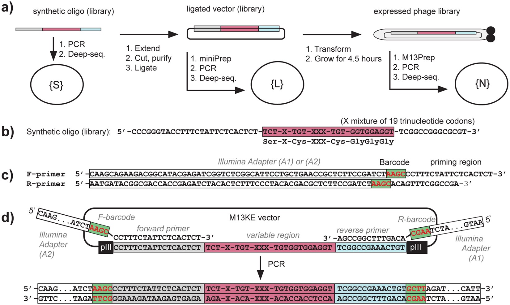 Compositional Bias in Naïve and Chemically-modified Phage-Displayed  Libraries uncovered by Paired-end Deep Sequencing | Scientific Reports