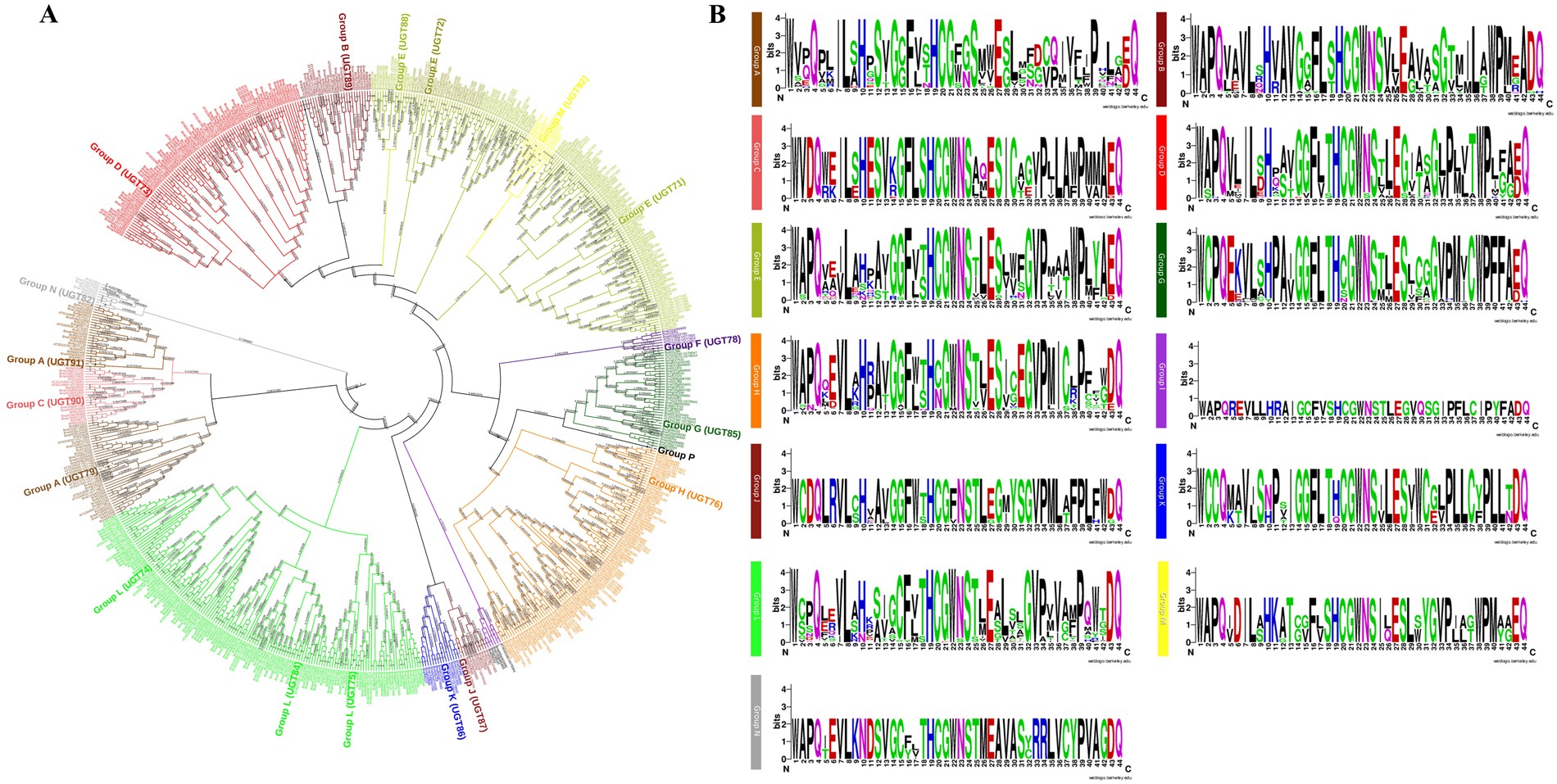 Comparative genomic and transcriptomic analyses of Family-1 UDP  glycosyltransferase in three Brassica species and Arabidopsis indicates  stress-responsive regulation | Scientific Reports