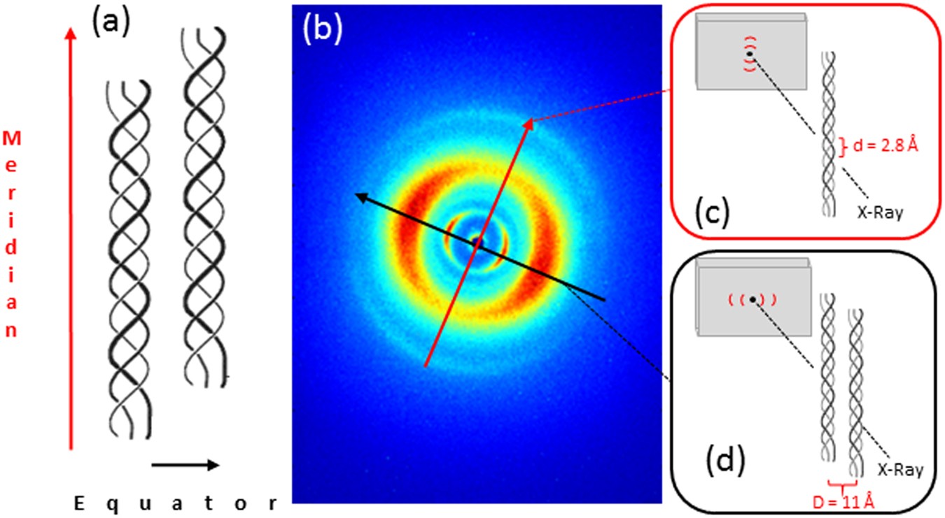 PDF) Identification of collagen-based materials that are supports