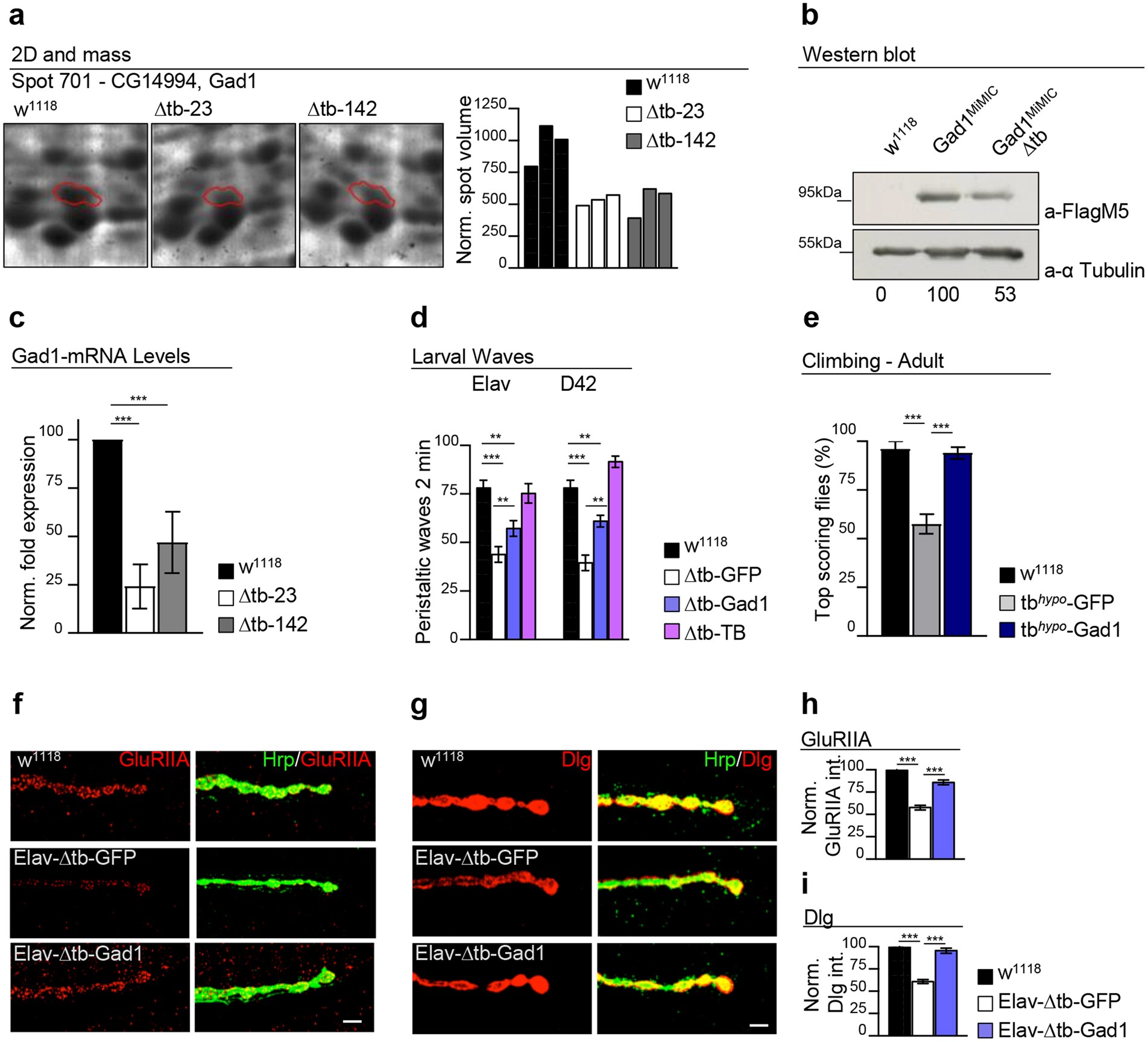 Downregulation Of Glutamic Acid Decarboxylase In Drosophila Tdp 43 Null Brains Provokes Paralysis By Affecting The Organization Of The Neuromuscular Synapses Scientific Reports