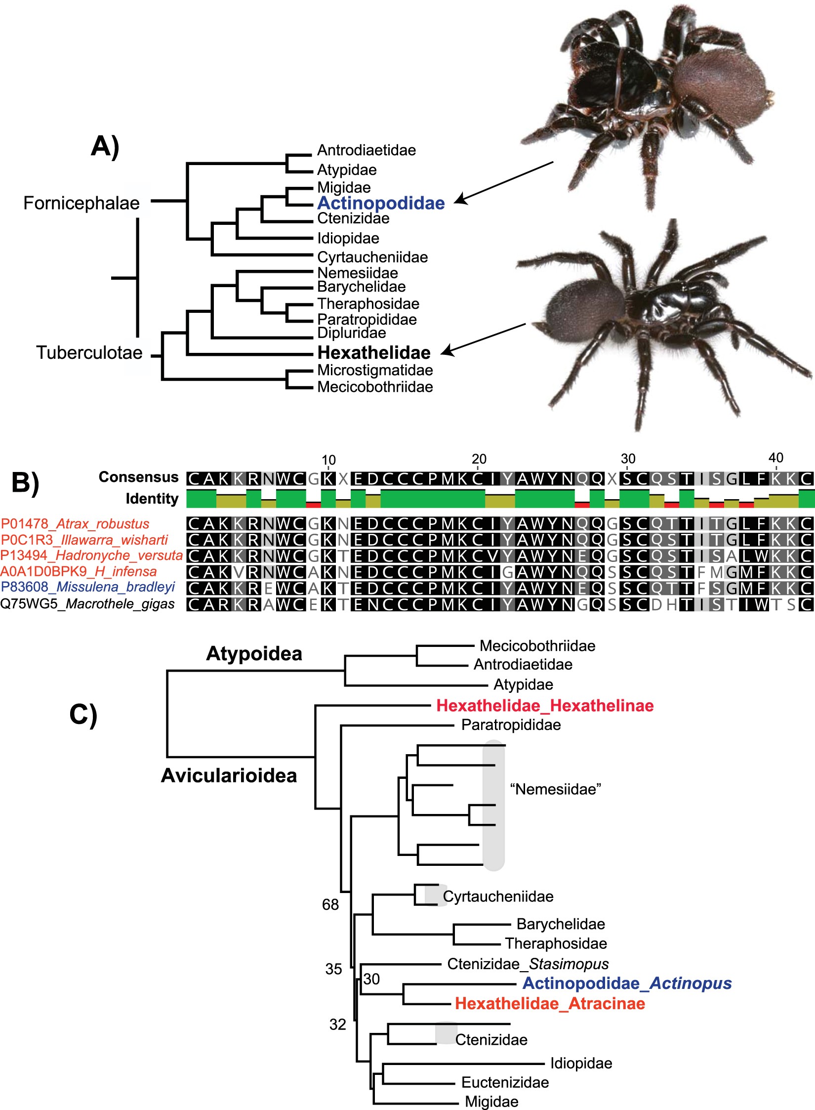 Phylogenomic reclassification of the world's most venomous spiders  (Mygalomorphae, Atracinae), with implications for venom evolution |  Scientific Reports