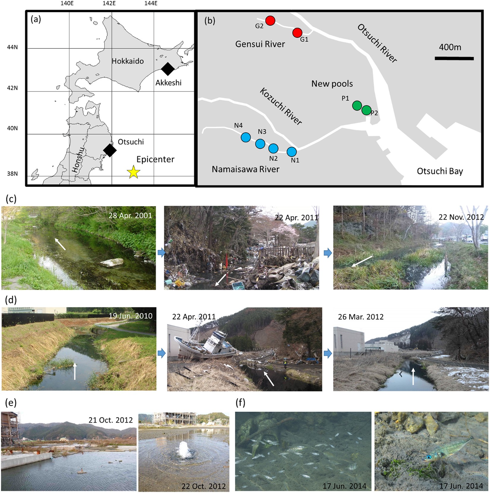 Impact of the huge 2011 Tohoku-oki tsunami on the phenotypes and genotypes  of Japanese coastal threespine stickleback populations | Scientific Reports