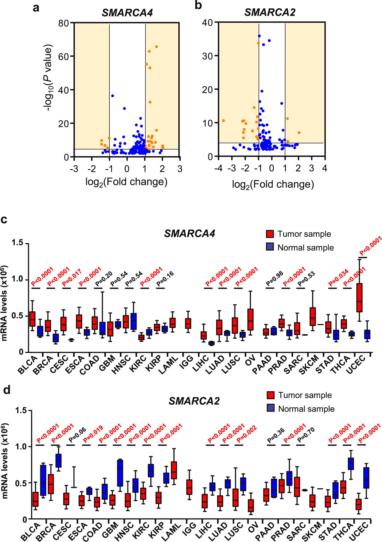 2019 year - Four in ten have anti-cancer gene 2019 year