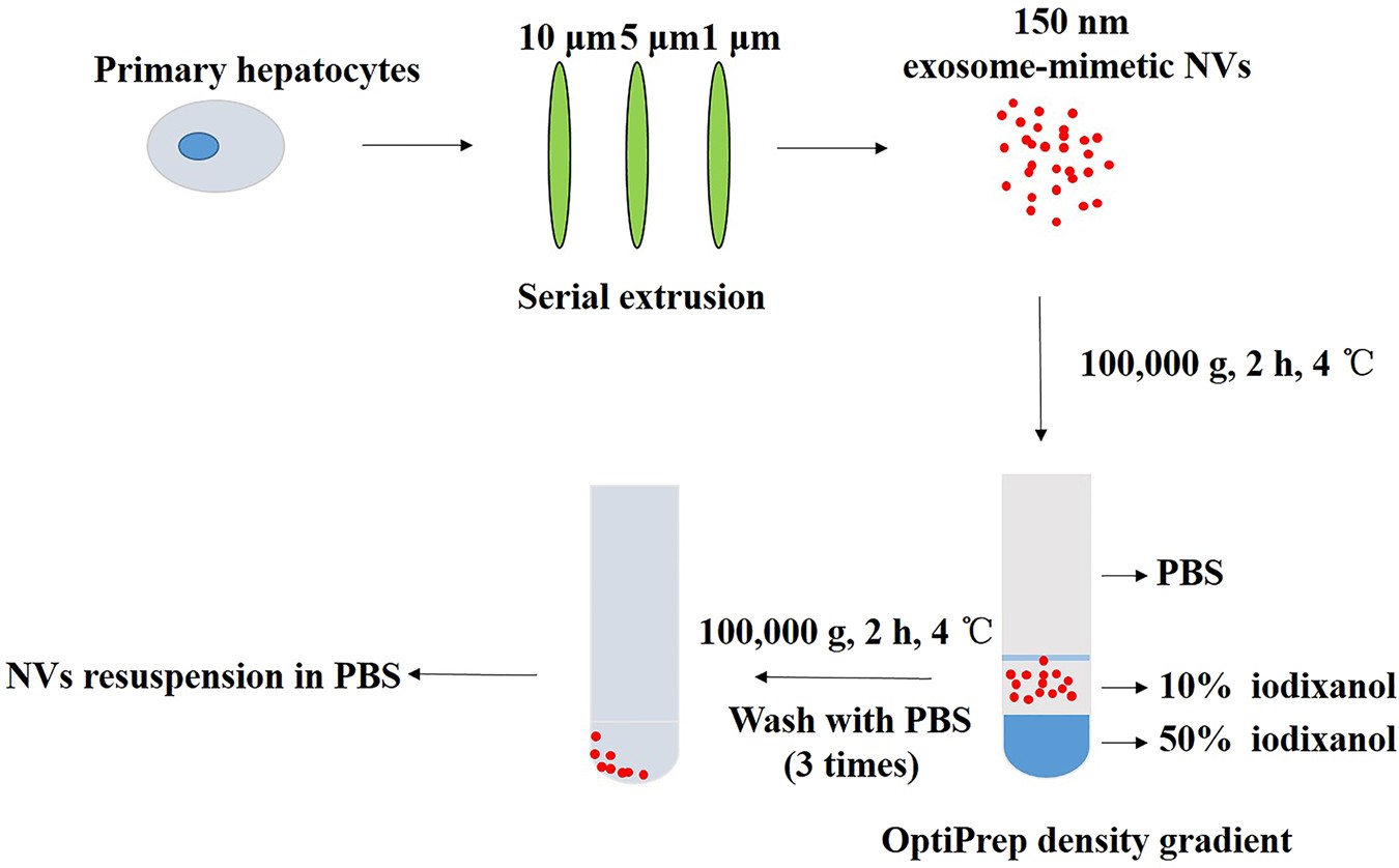 Exosome Mimetic Nanovesicles From Hepatocytes Promote - 