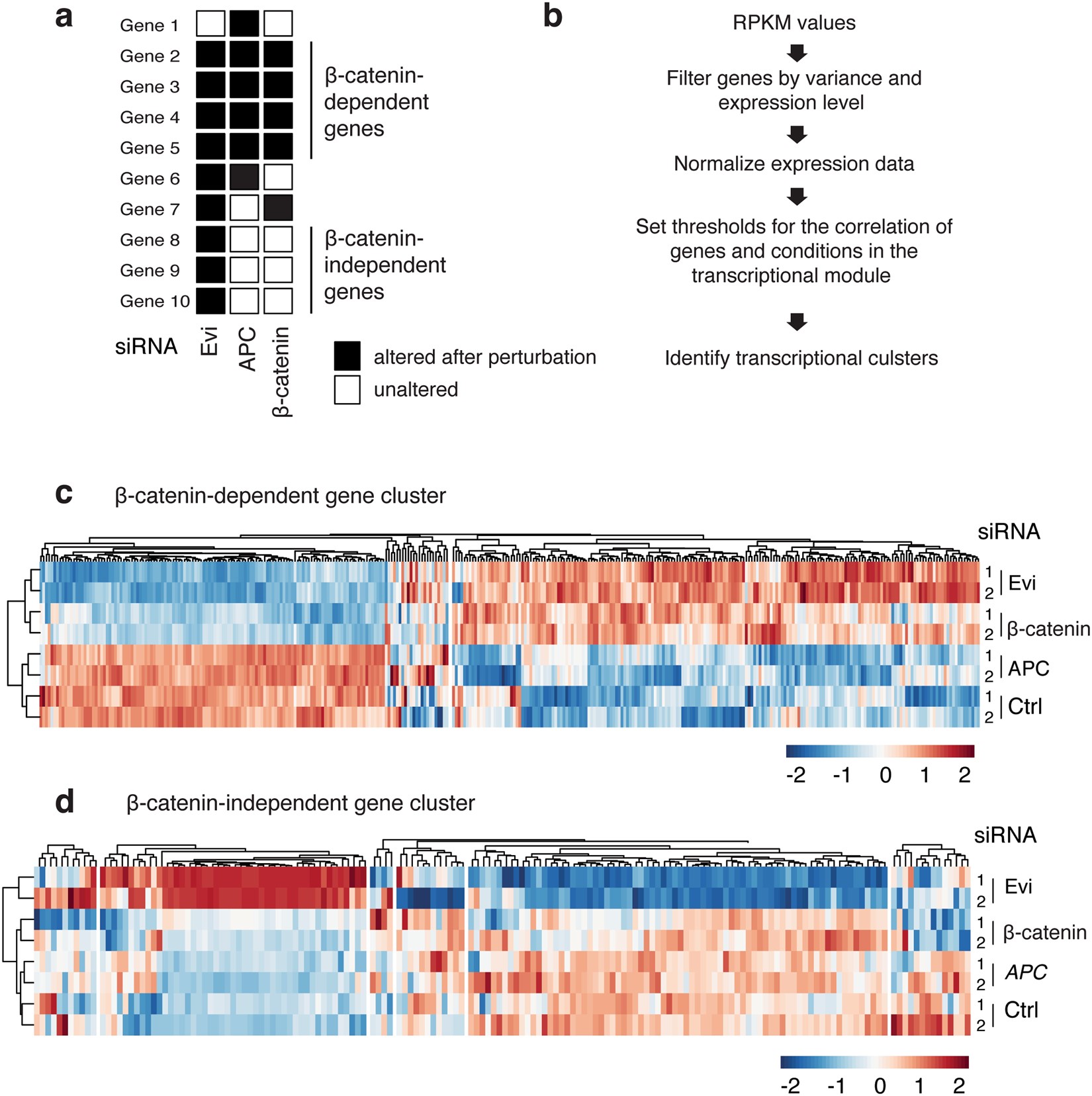 β-catenin-independent regulation of Wnt target genes by RoR2 and ATF2/ATF4  in colon cancer cells | Scientific Reports