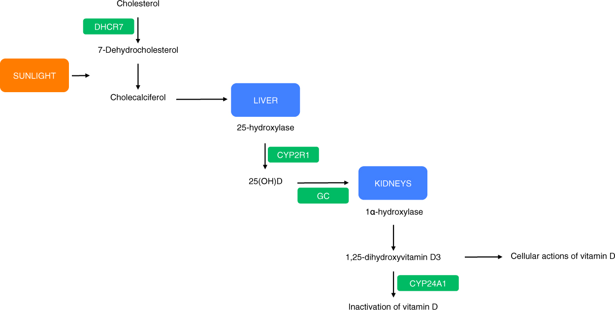 Mendelian Randomisation Study Of The Relationship Between Vitamin