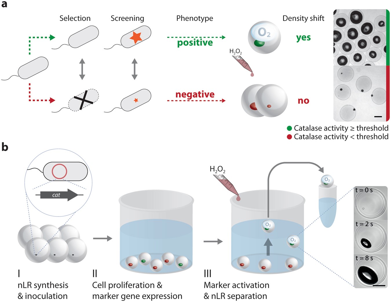 Archimedes' principle for characterisation of recombinant whole cell  biocatalysts | Scientific Reports