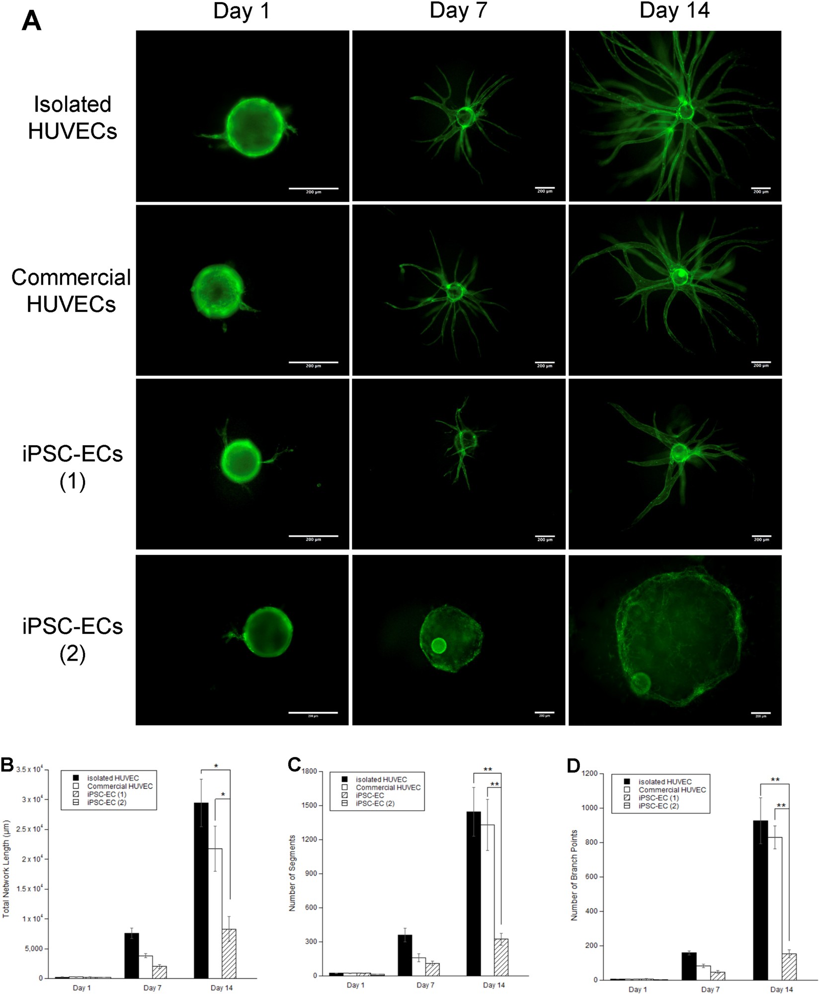Evaluating The Potential Of Endothelial Cells Derived From Human