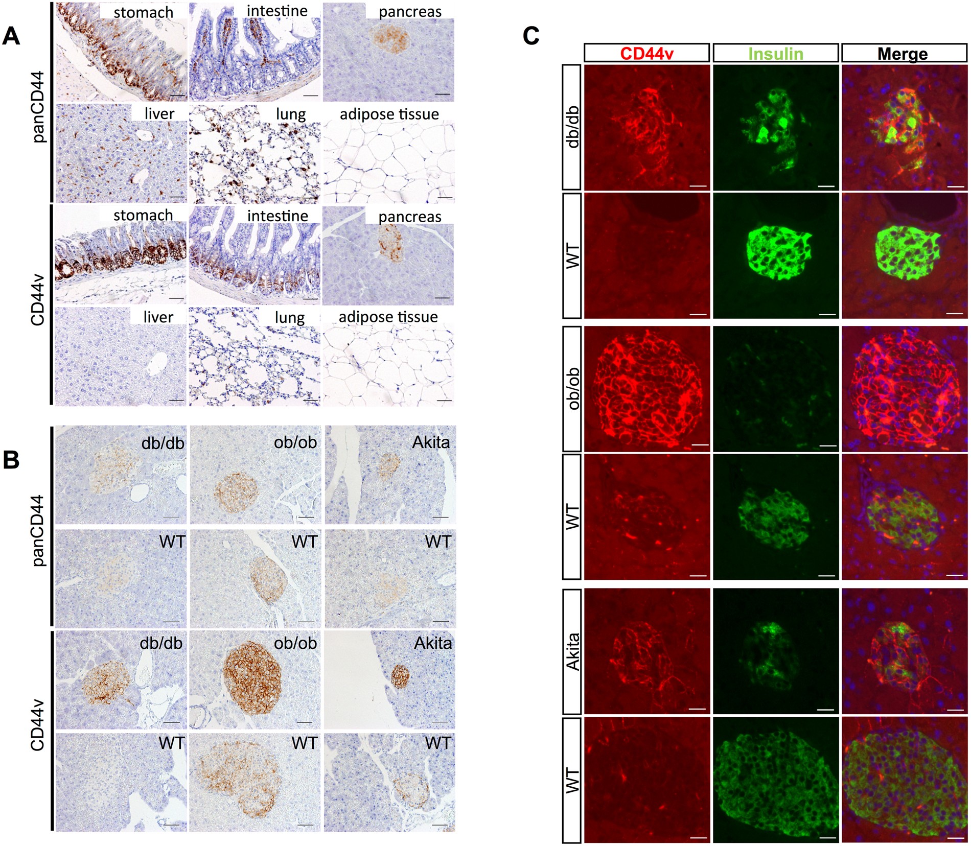 Cd44 Variant Inhibits Insulin Secretion In Pancreatic B Cells By Attenuating Lat1 Mediated Amino Acid Uptake Scientific Reports