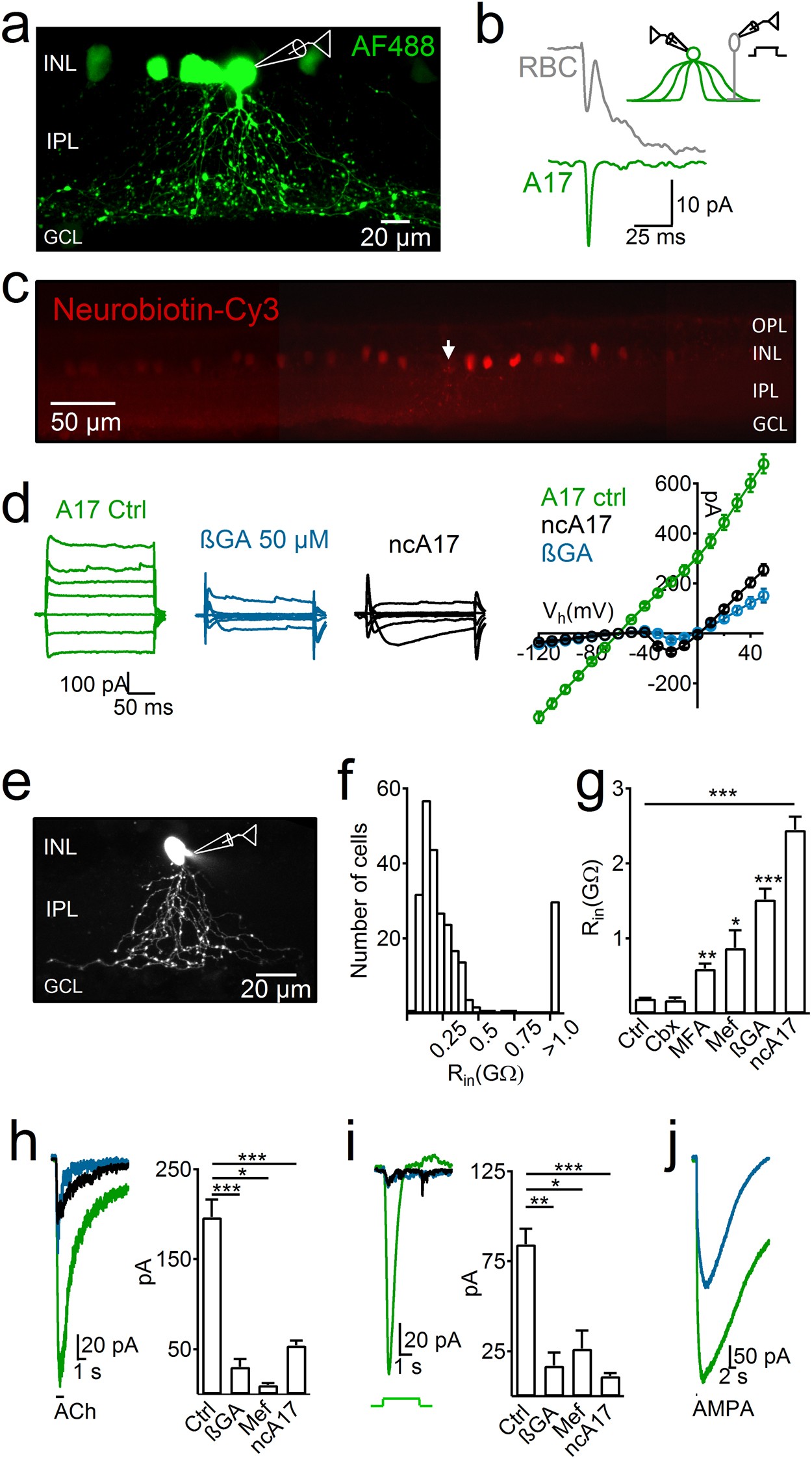 Electrical coupling between A17 cells enhances reciprocal inhibitory feedback to rod bipolar cells | Scientific Reports