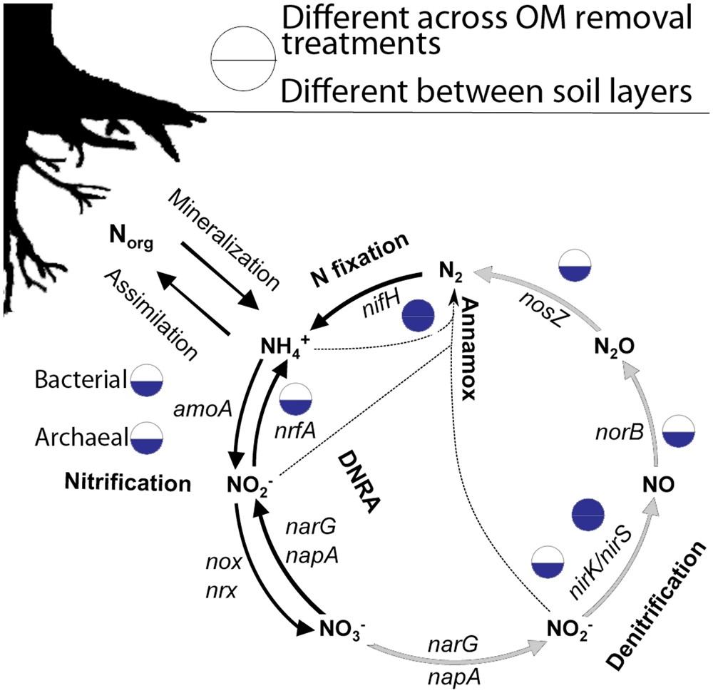 effects of timber harvesting on the genetic potential for carbon and