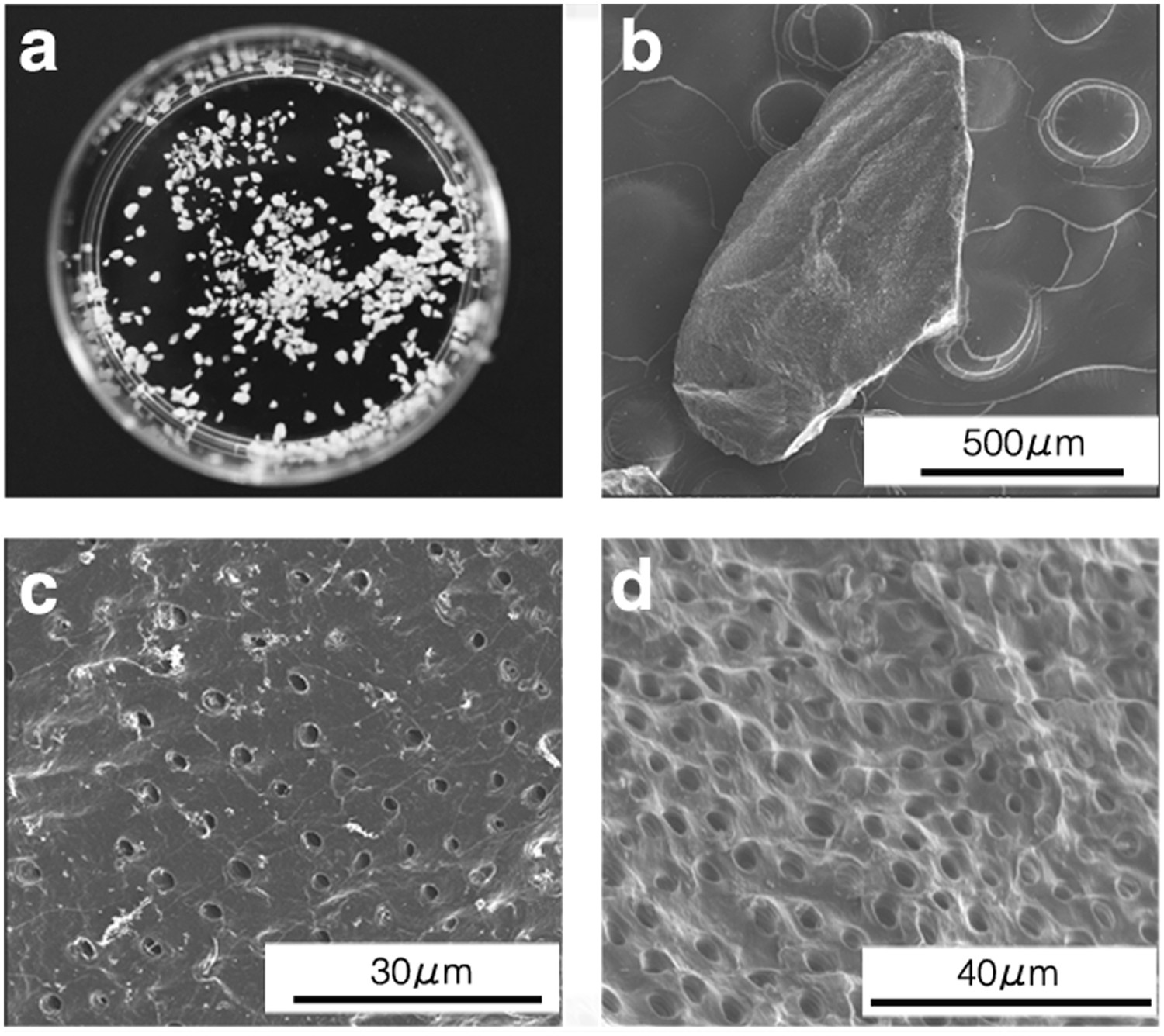 Light micrographs showing several regions of the dentin-pulp interface