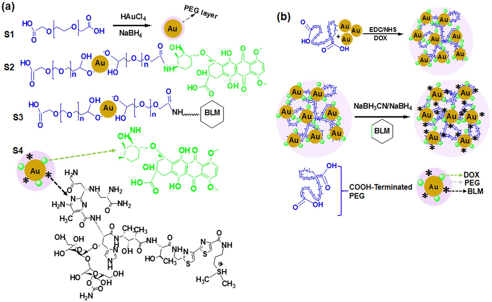 RETRACTED ARTICLE: Gold Nanoparticles-enabled Efficient Dual Delivery of  Anticancer Therapeutics to HeLa Cells | Scientific Reports
